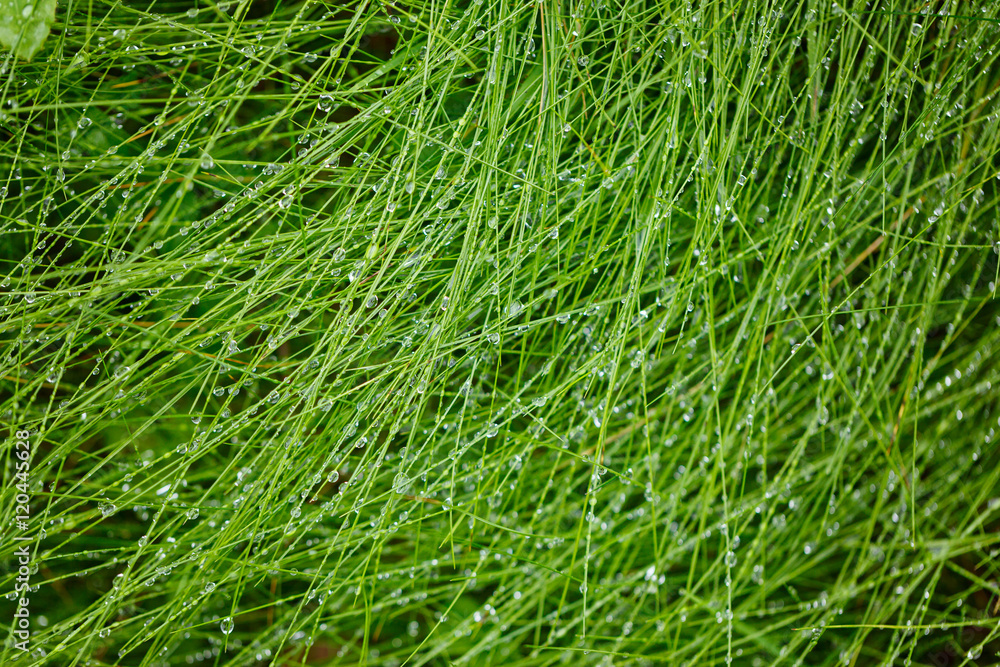 Water Drops on the Green Grass. Nature abstract background Water Drops on the Green Grass. Nature abstract background