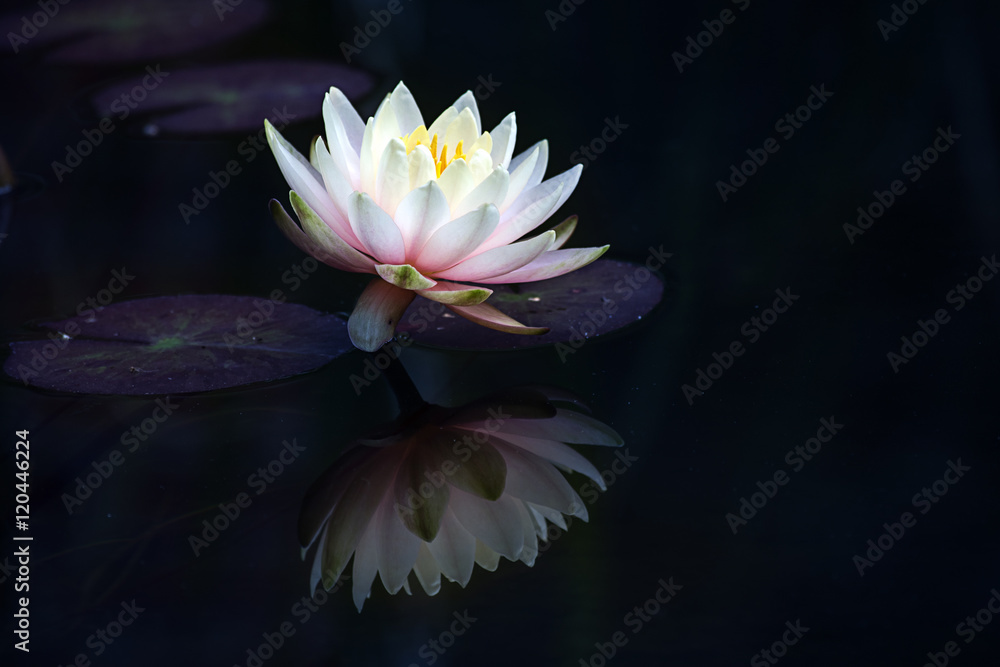 light pink water lily (Nymphaea Clyde Ikins) with leaves and reflection on the dark pond