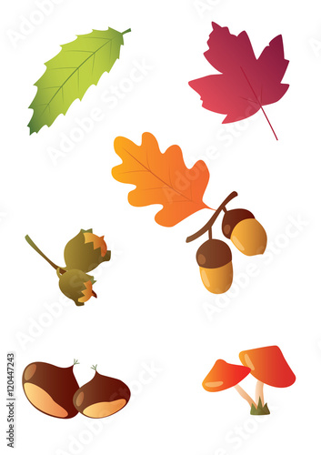 autunno, foglie e frutti