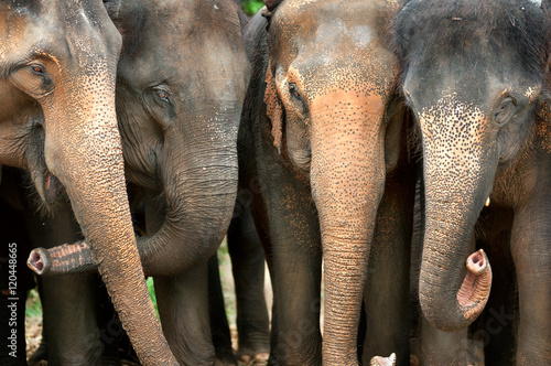 Photography Smile of elephant
