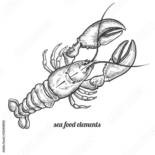 Isolated image lobster on white background.