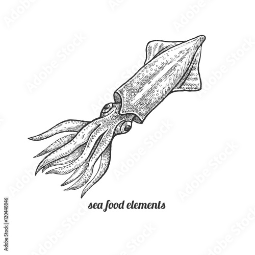 Isolated image squid on white background.