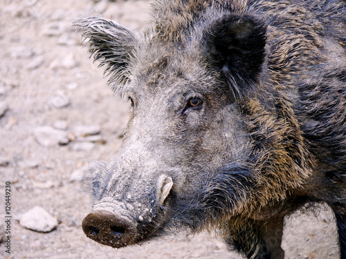 Wildschwein, Keiler, Kopf mit Hauern-Eckzähnen photo