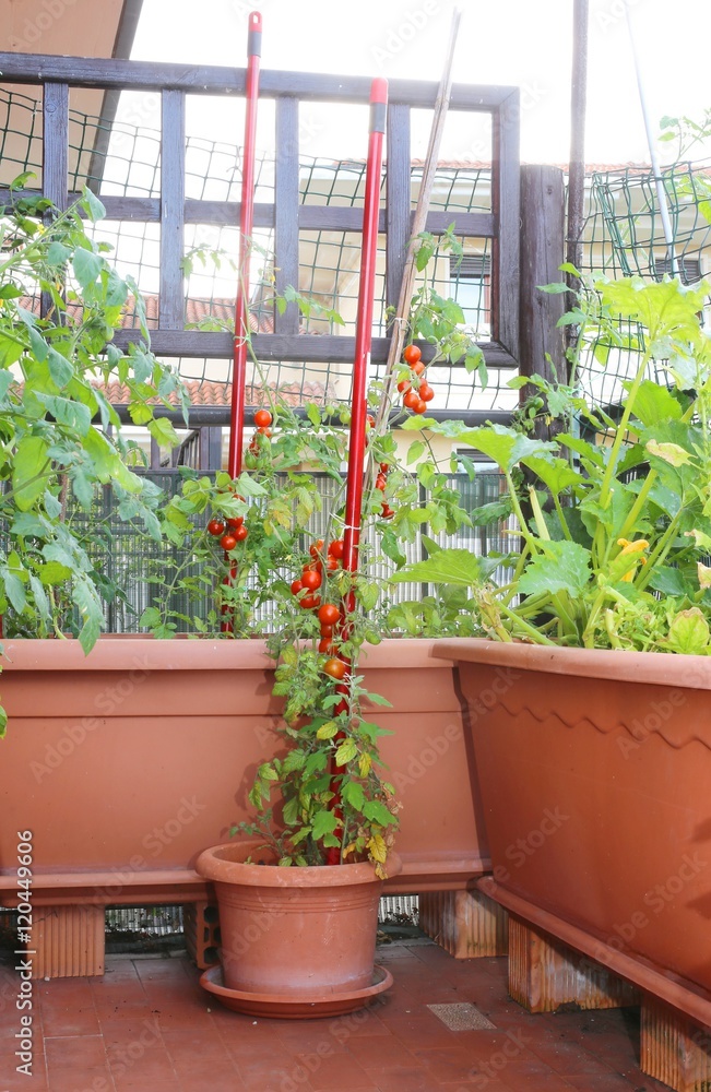 tomatoes and zucchini in the pots of an urban garden in the balc tomatoes and zucchini in the pots of an urban garden in the balc