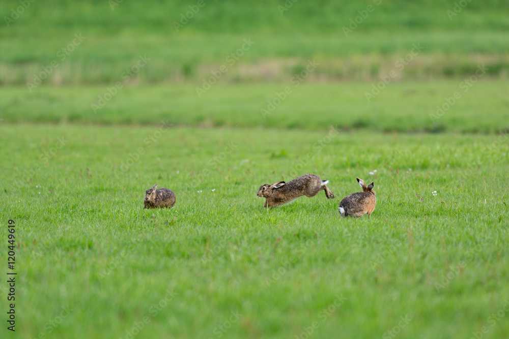 Running hares Running hares
