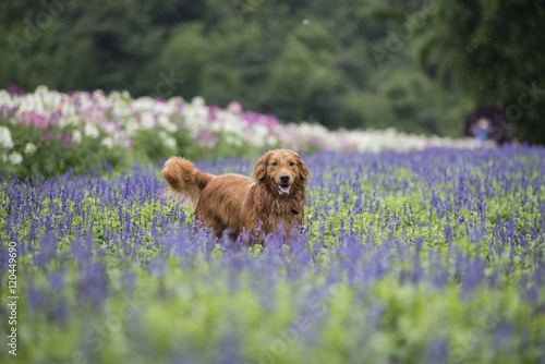 The cute golden retriever in the flowers