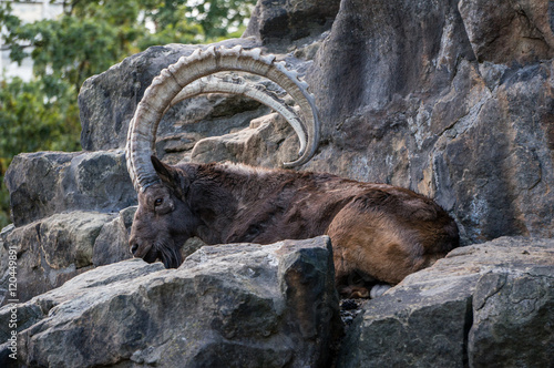 One great Siberian ibex photo