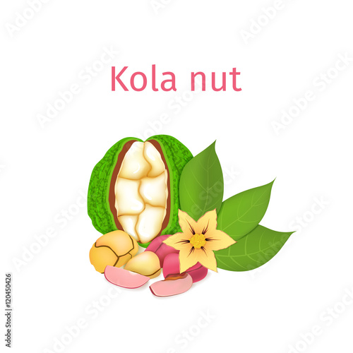 Vector illustration of a kola nut. A handful of Appetizing kola nut with yellow flower, red and yellow nuts and leaves on a white background. Elements of packaging design brochures on healthy eating