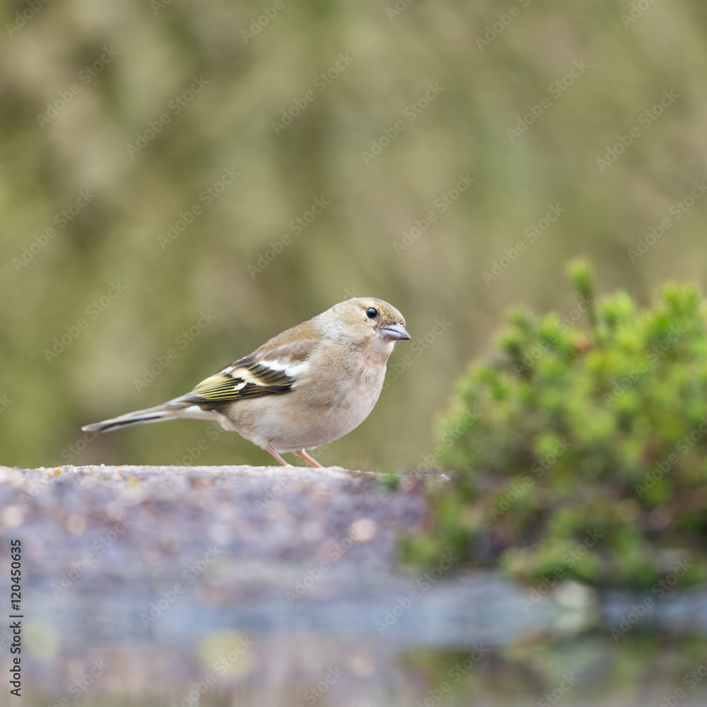 Female common chaffinch Female common chaffinch