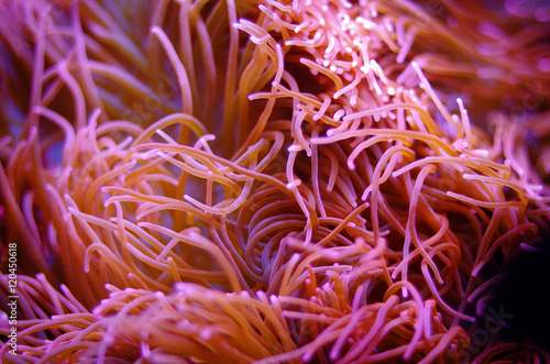Fototapet A sea anemone flowing in the current
