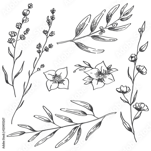 Jasmine flowers, lavender and natural branches hand drawn sketch
