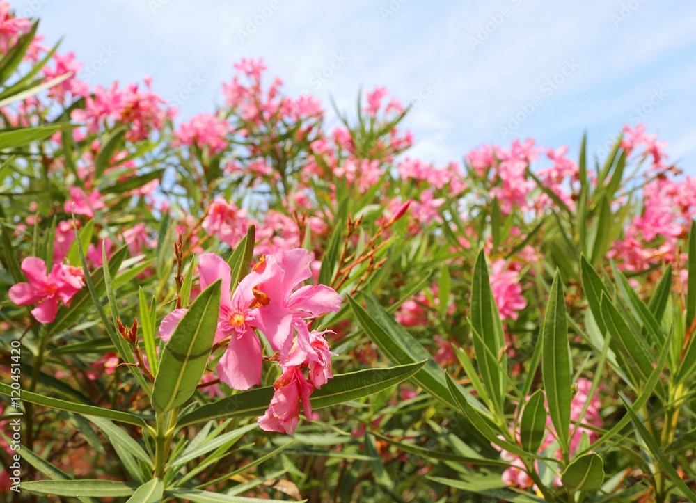 beautiful oleander flower in the garden beautiful oleander flower in the garden