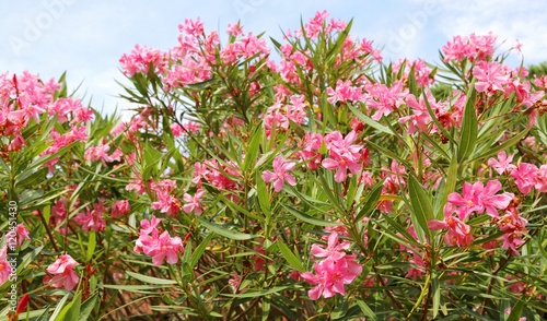 oleander flower in the garden and the blue sky