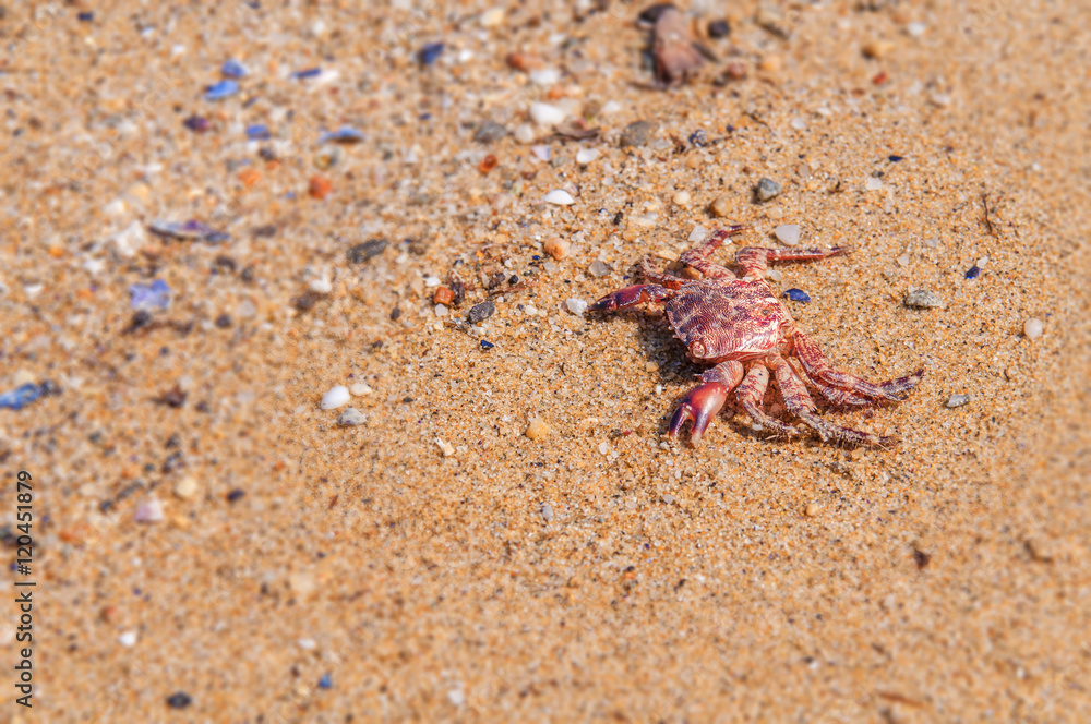Death crab on beach close