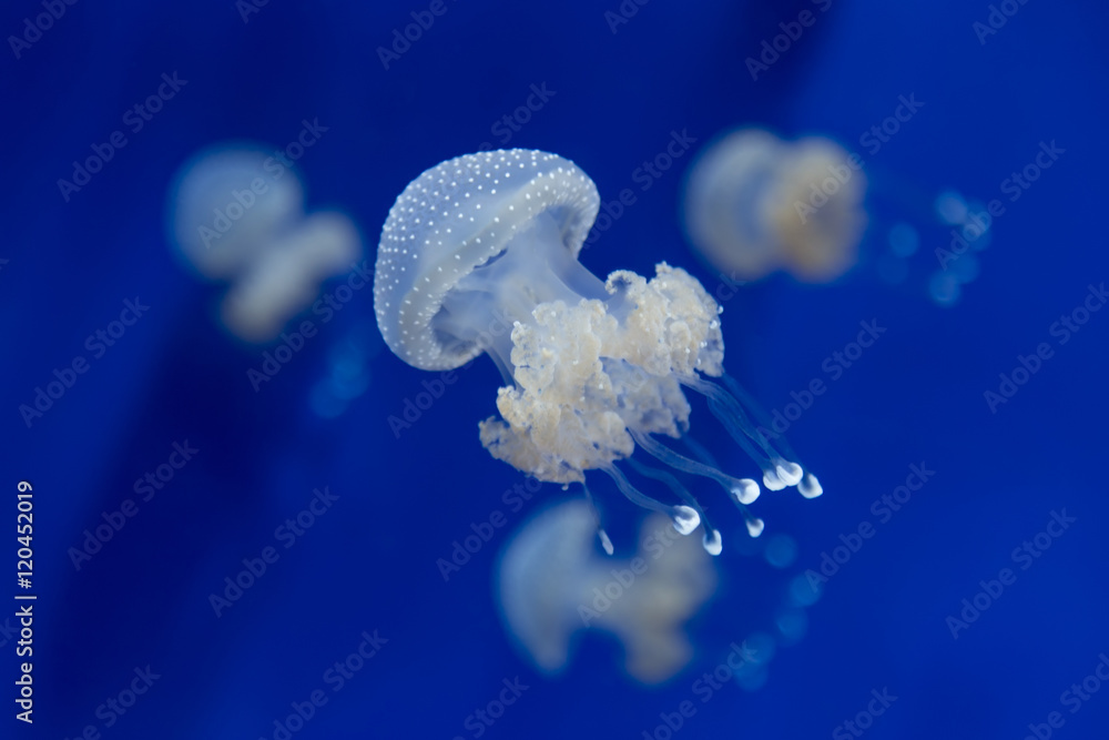 Naklejka premium meduza meduza podwodne nurkowanie zdjęcie egipt czerwone morze