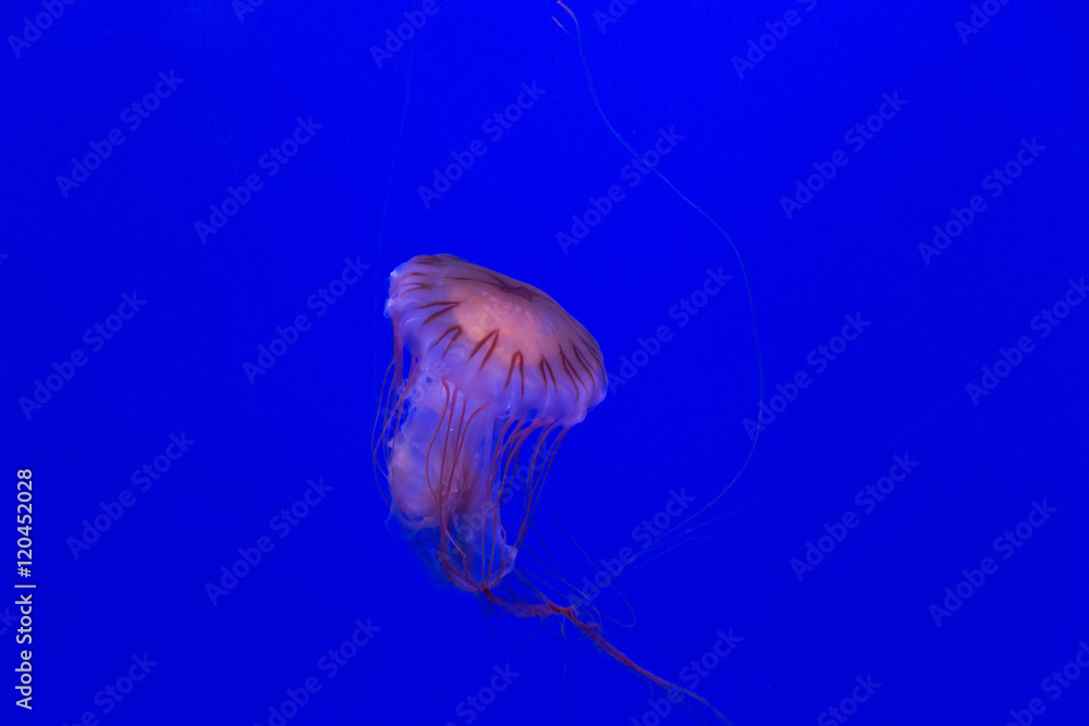 Fototapeta premium medusa jellyfish underwater diving photo egypt red sea