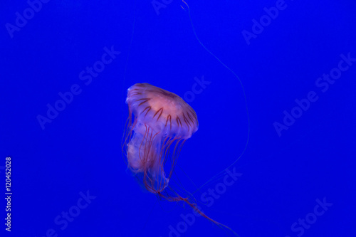 medusa jellyfish underwater diving photo egypt red sea