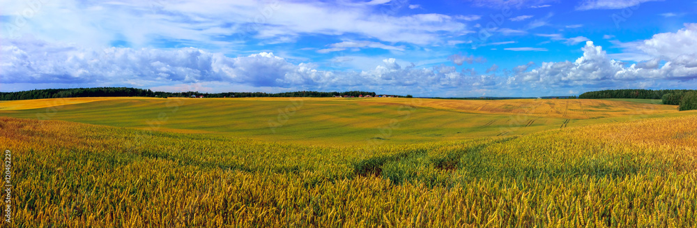 Summer landscape, green field and blue cloudy sky. Summer landscape, green field and blue cloudy sky.