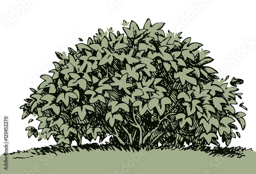 Big bush. Vector sketch