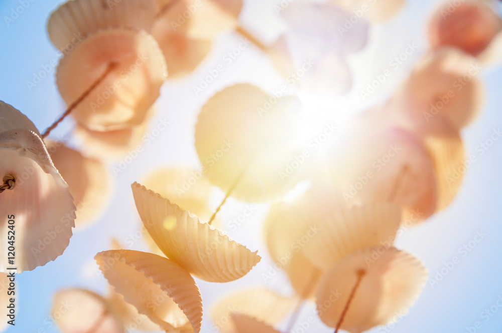 Suspension of sea shell Suspension of sea shell