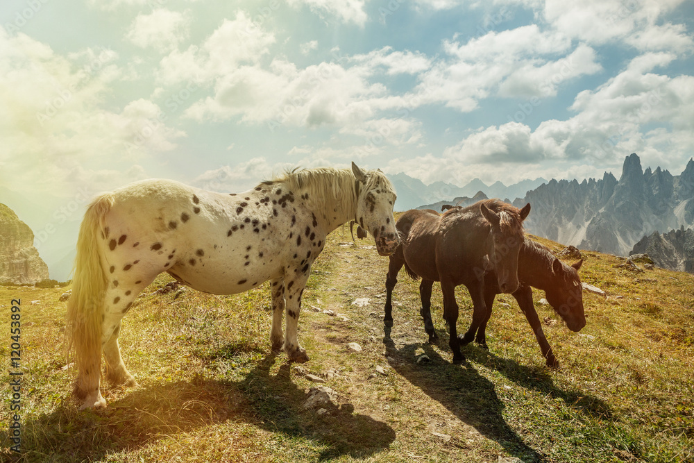 Beautiful mountain landscape with horses in the foreground, Beautiful mountain landscape with horses in the foreground,
