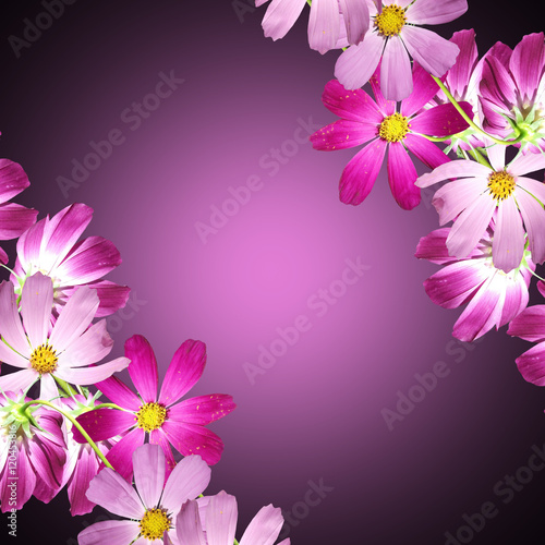 Beautiful summer background of pink and purple flowers 