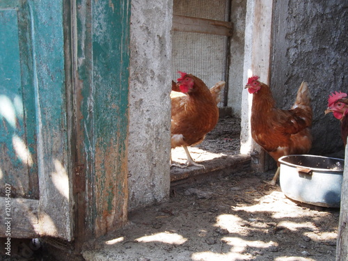 Galline in fattoria