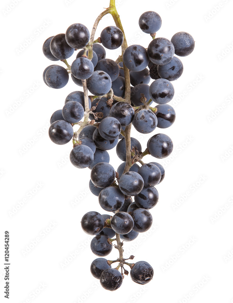 bunch of ripe blue grapes. isolated on white background bunch of ripe blue grapes. isolated on white background