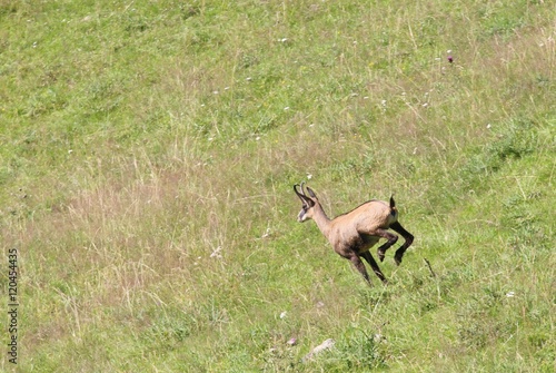 fast chamois runs on the grass in the mountains © ChiccoDodiFC