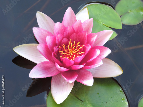Lotus flower or pink water lily  close-up.
