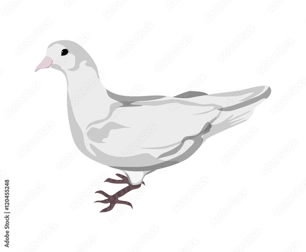 Fototapeta premium Isolated drawn dove