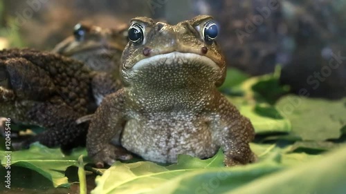  frog photo