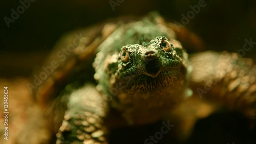 turtle photo