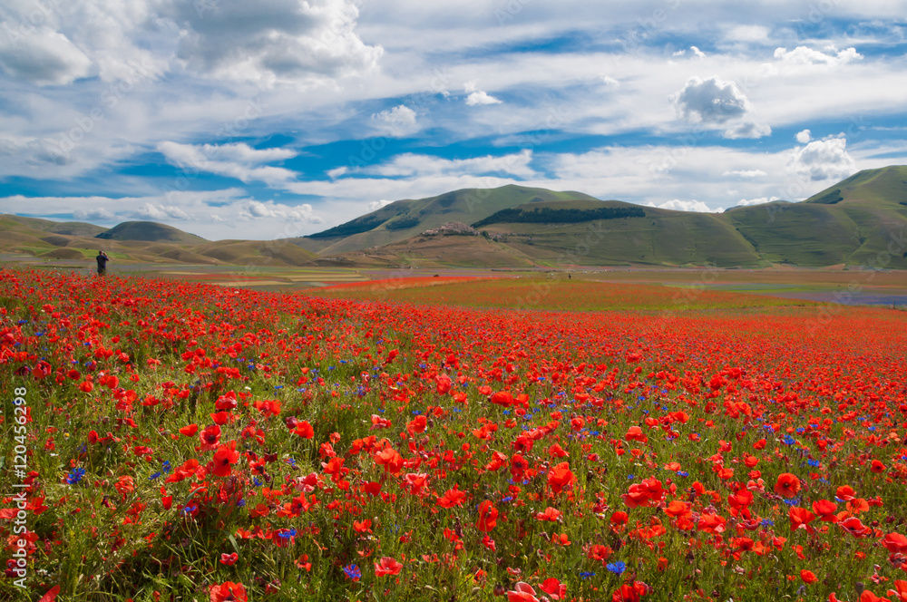 Wild poppies in a valley beside Castelluccio town and a person looking at it