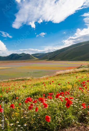 Fotografie, Obraz Wild poppies in a valley beside Castelluccio town