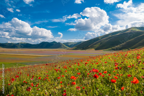 Wild poppies in a valley beside Castelluccio town