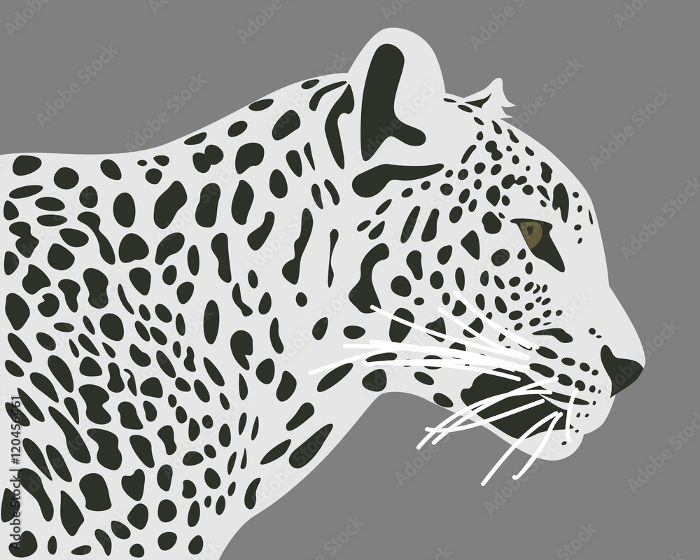 Obraz premium Ceylon leopard vector illustration. Side view, profile. Leopard