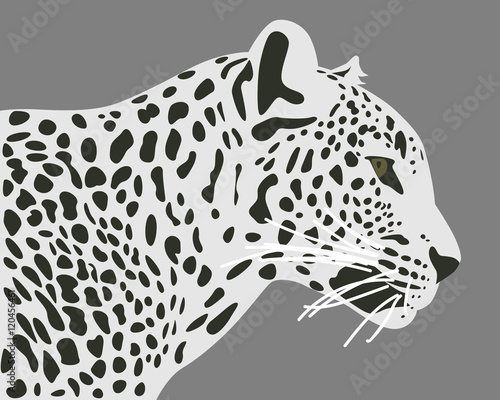 Ceylon leopard vector illustration. Side view, profile. Leopard