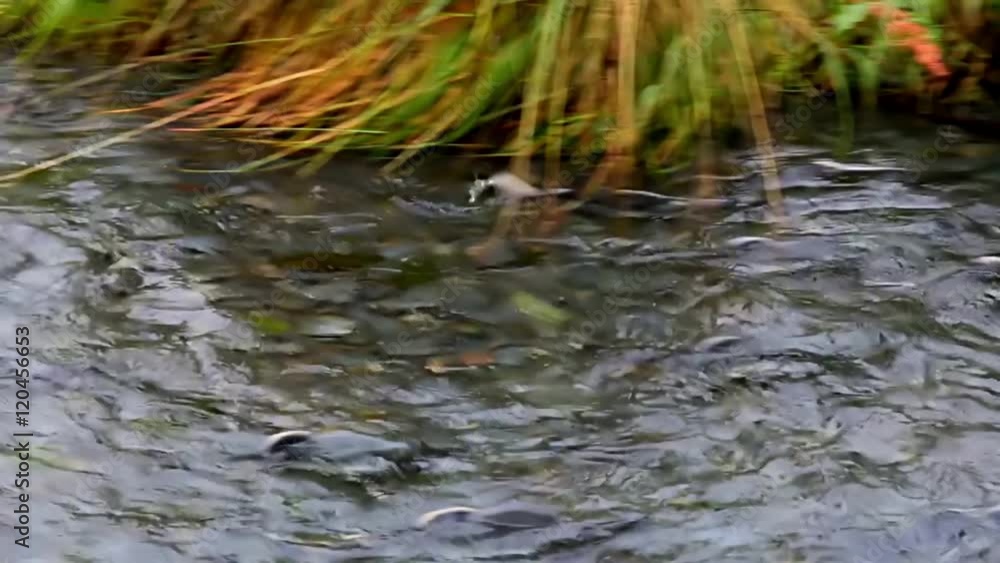 Sockeye salmon spawning in the clear creek, Alaska Sockeye salmon spawning in the clear creek, Alaska
