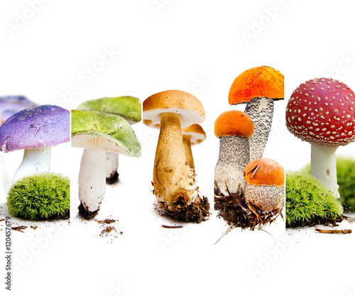 Various Mushroom Mix