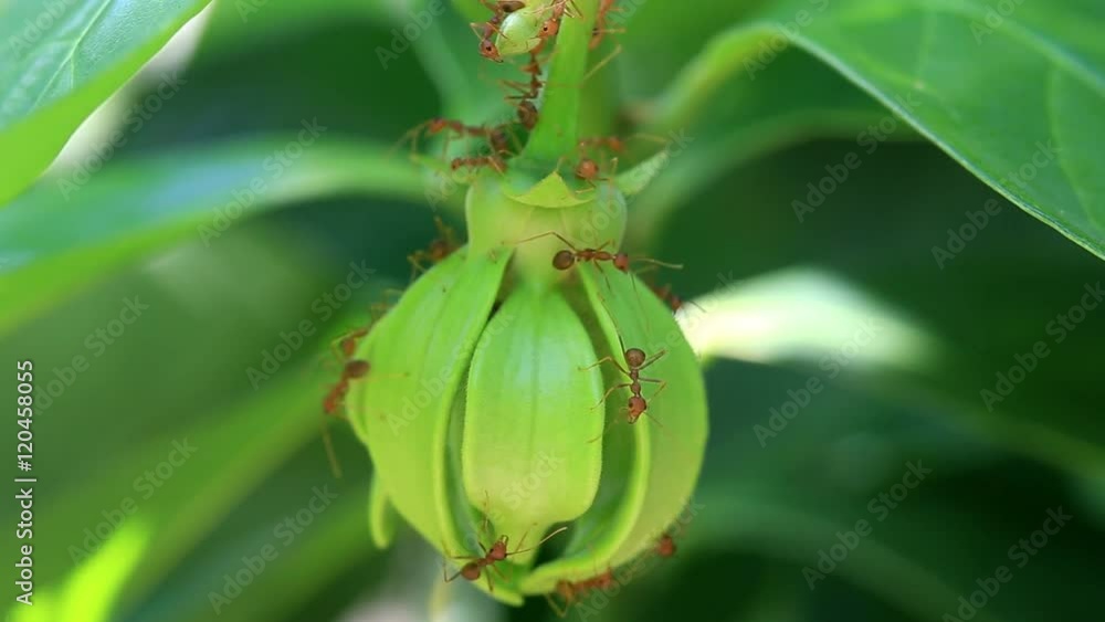Macro red ant on green Ylang-Ylang flower Macro red ant on green Ylang-Ylang flower