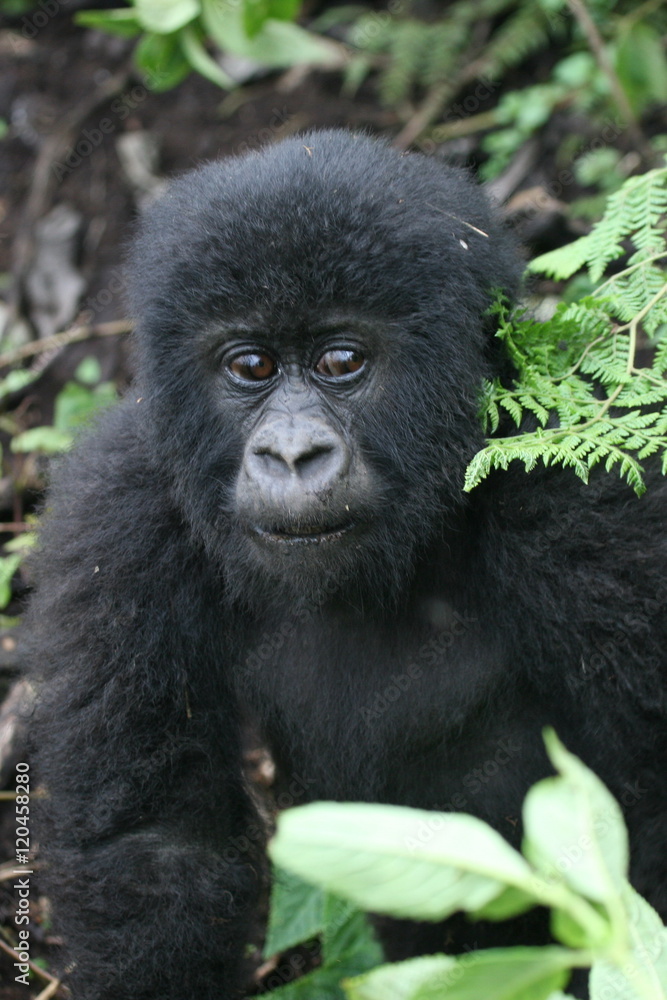 Wild Gorilla animal Rwanda Africa tropical Forest Wild Gorilla animal Rwanda Africa tropical Forest