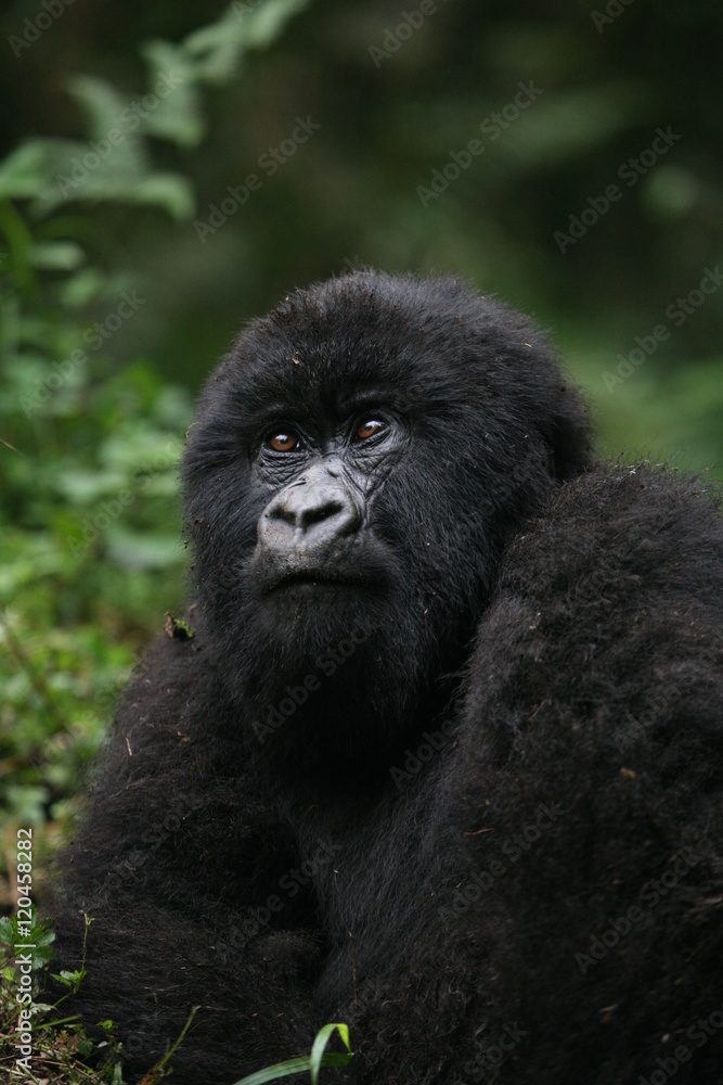 Wild Gorilla animal Rwanda Africa tropical Forest Wild Gorilla animal Rwanda Africa tropical Forest