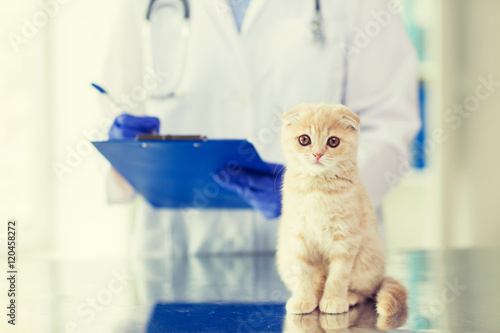 Fototapeta Naklejka Na Ścianę i Meble -  close up of vet with clipboard and cat at clinic