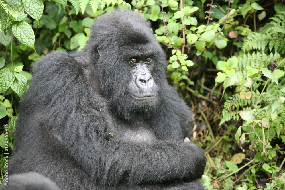 Wild Gorilla animal Rwanda Africa tropical Forest Wild Gorilla animal Rwanda Africa tropical Forest