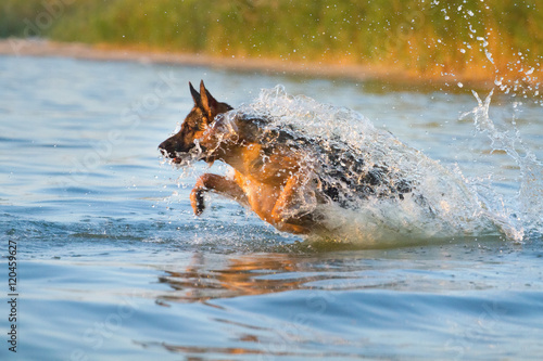 Shepherd dog jump in water play and fun
