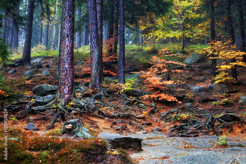 Fototapeta Naklejka Na Ścianę i Meble -  Forest Undergrowth on Mountain Slope