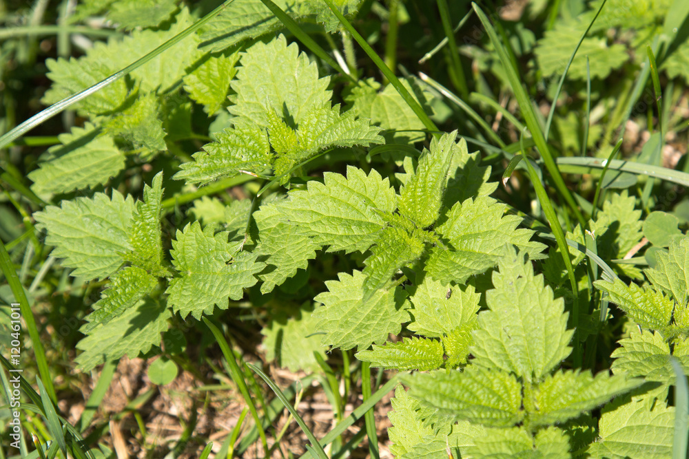 Stinging nettle in the garden. Urtica dioica Stinging nettle in the garden. Urtica dioica