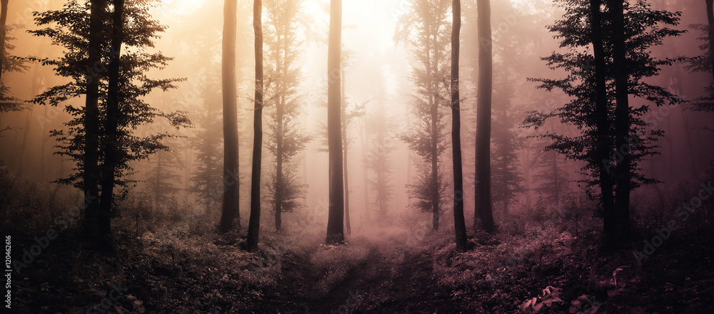 Fototapeta premium fantastyczny krajobraz lasu