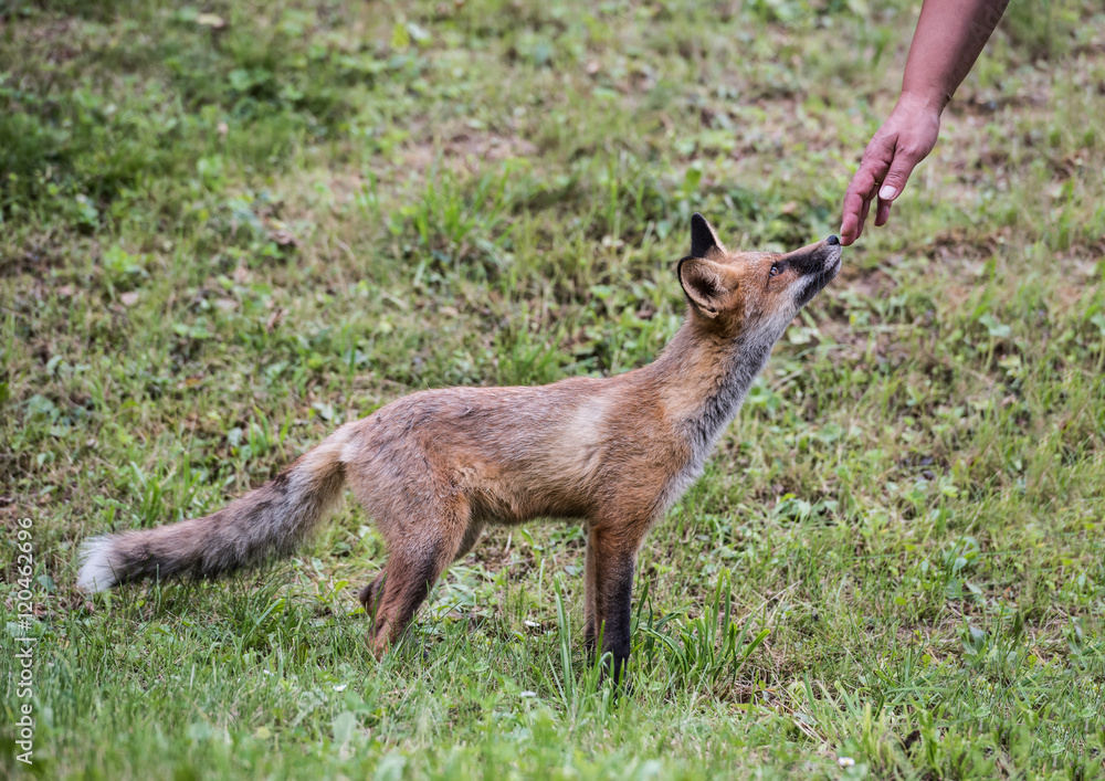 European Red Fox Kid. Red fox kid standing close too a human hand. European Red Fox Kid. Red fox kid standing close too a human hand.